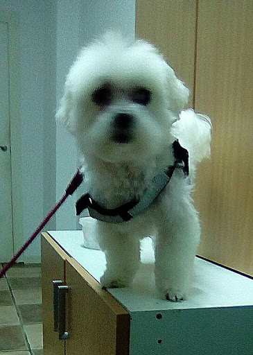 Clínica Veterinaria Más que Mascotas