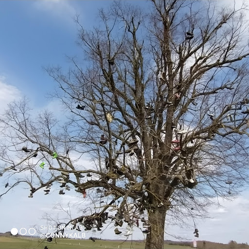 Stiefelbaum Hontheim - Thumbnail