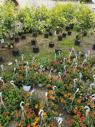 DBN Plants ingrosso piante - Thumbnail