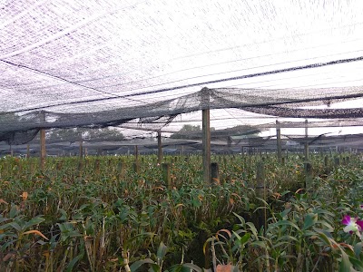 Photos of Dancan Archid Garden