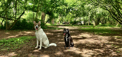 Wickwater Woods - Thumbnail