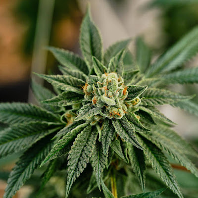 Photo of Mint Cannabis - Longwood
