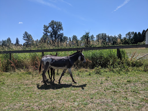 Alpaca Acres Gallery - United States