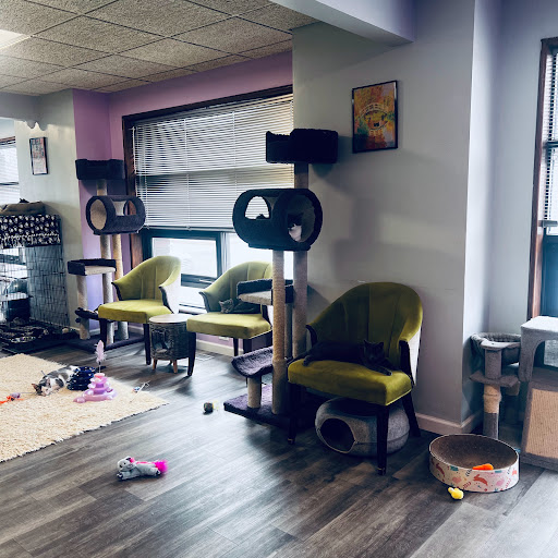 The Cat Lady Cafe South Bend - Thumbnail