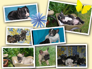 Photo n°29 de EARL de la Bistade à Sainte-Marie-Kerque (Éleveur de chiens)