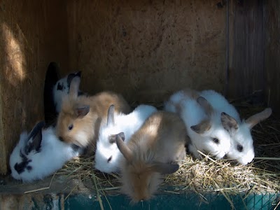 Photos of Bella Stables and Animal Park SI&Oacute;FOK