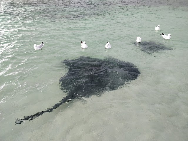 Hamelin Bay Beach