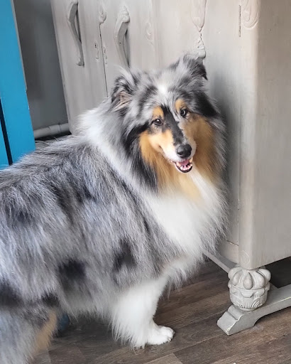 Spruced Up Dog Grooming