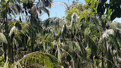 Photos of Forest Flying