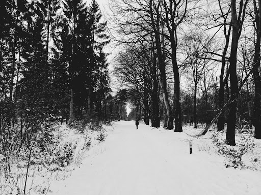 Amerongse Bos - Thumbnail