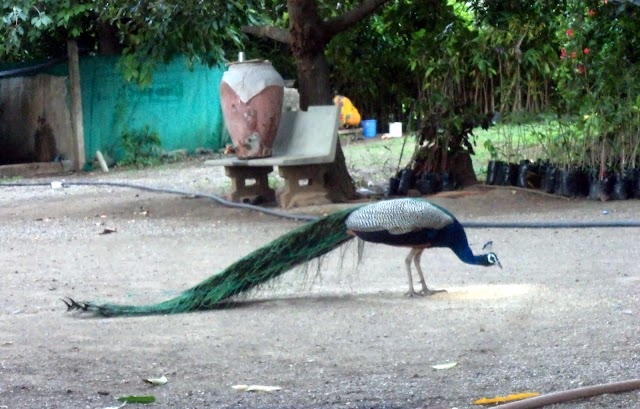Gir National Park