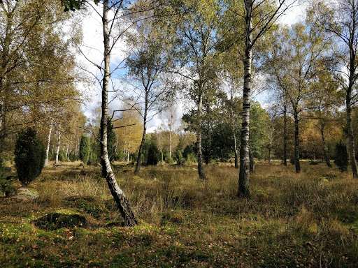 Jällabjär - Visual