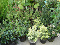 CHRISTOPHE ALMIN à Grandparigny