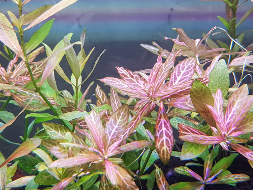 Aqua'Lumenes - Visual