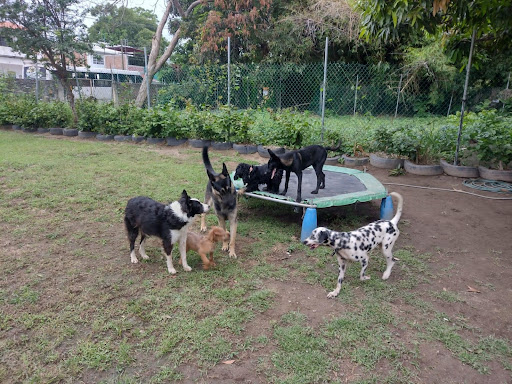 Alebrije Pet Camp - Thumbnail