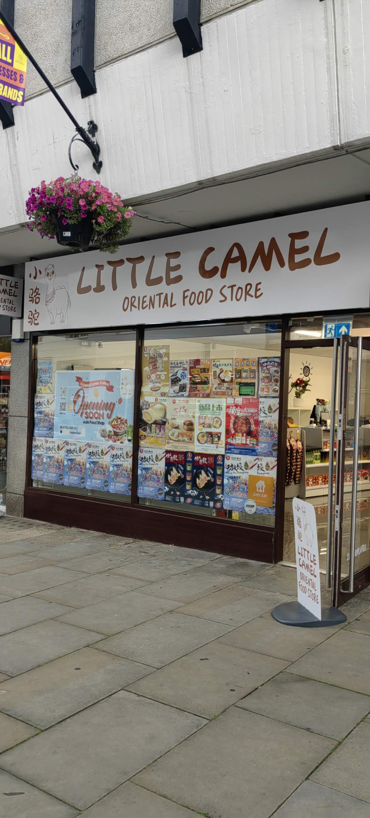 Oriental Little Camel