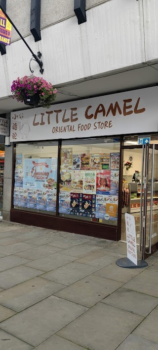 Oriental Little Camel