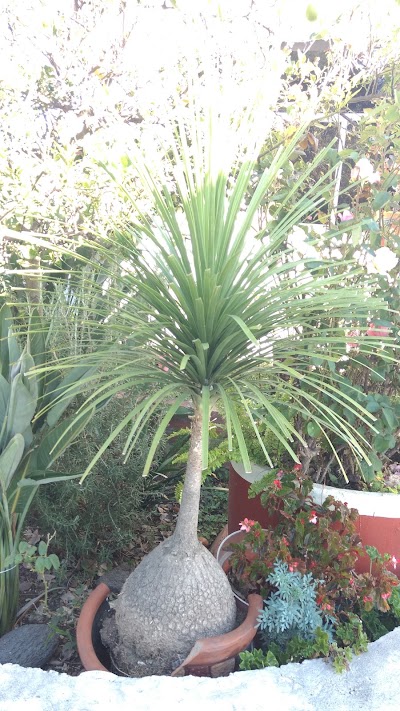 Photos of El Pathecito
