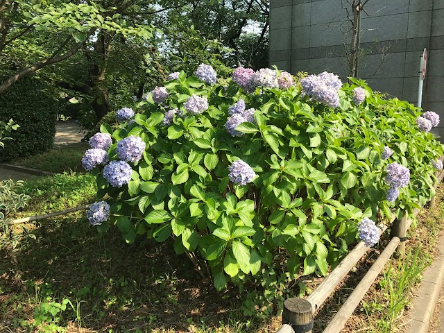 Chidorigafuchi Park