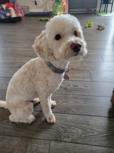 Little Stinkers Natural Pet Foods & Grooming