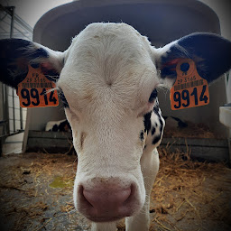Photo n°5 de La Ferme de Ju à Plouzané (Attraction touristique)