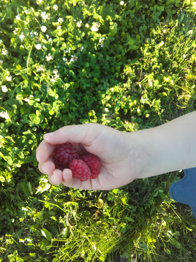 Himbeerfeld Bollstadt - Thumbnail