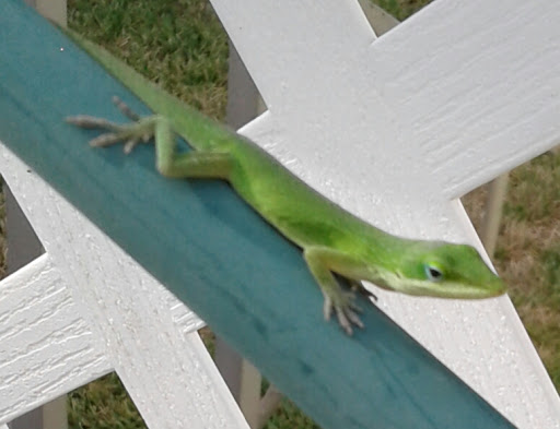 Martha's Vineyard - Thumbnail