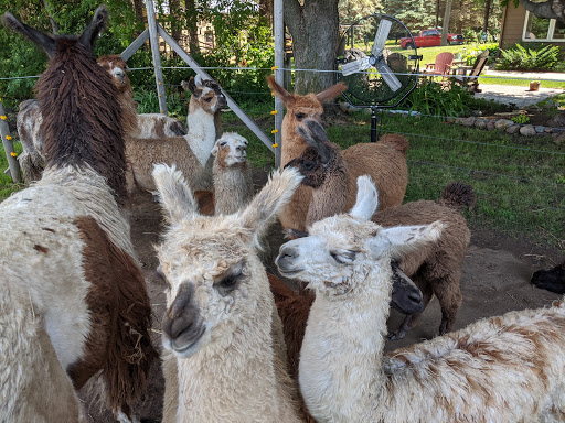 Carlson's Llovable Llamas Gallery - United States