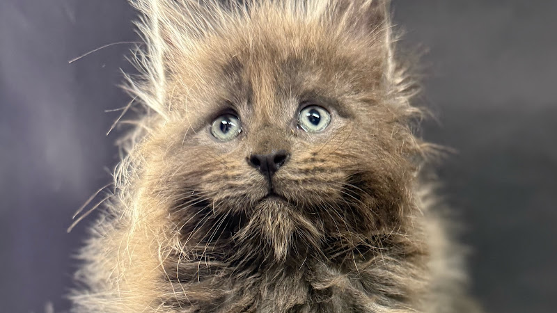 Madamcoon Maine Coon Cattery