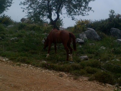 Photos of Koura Camping