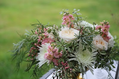 Dapper Dandelion Floral + Plant