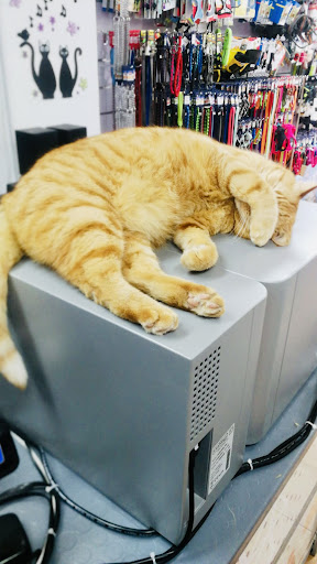 ORME | Pet Experts - Visual