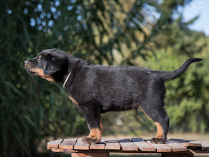 Photo n°21 de Elevage des Ombres de l'Aube - beaucerons à Saint-Just-sur-Viaur (Éleveur de chiens)