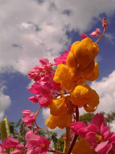 R.H. MALCOLM PARK - Visual
