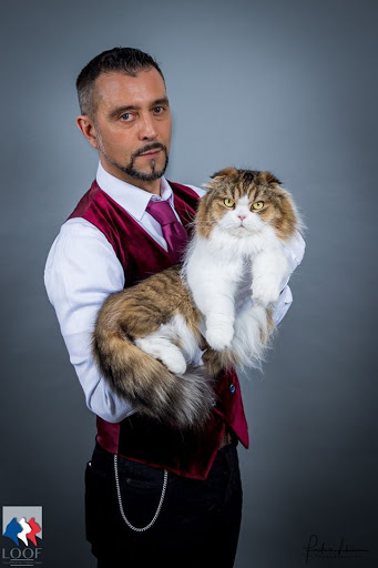 Chatterie Dicxiland: élevage chatons Scottish Fold, British, American Shorthair, Pedigree Gallery - France