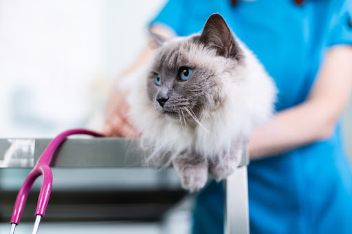 Christopher Carter Veterinary Surgery Gallery - United Kingdom