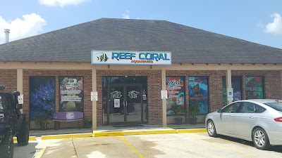 Reef Coral