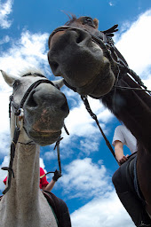 Photo n°2 de poney club de ty nadan à Locunolé (Centre équestre)