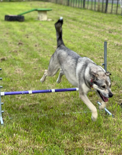 Wagspot Private Dog Park - Thumbnail