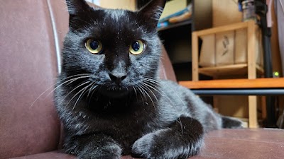 仔猫の相談室 Vita (ヴィータ)