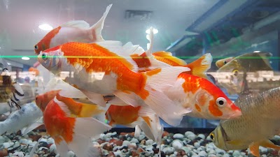 Photos of Aquarium Lives Centre