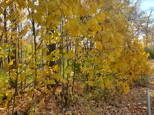 Cowan Lake Disc Golf Course - Thumbnail