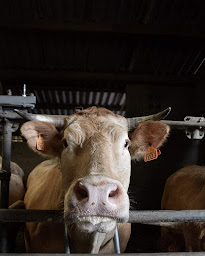 Photo n°8 de La Ferme Salies-Salet à Arette (Fromagerie)