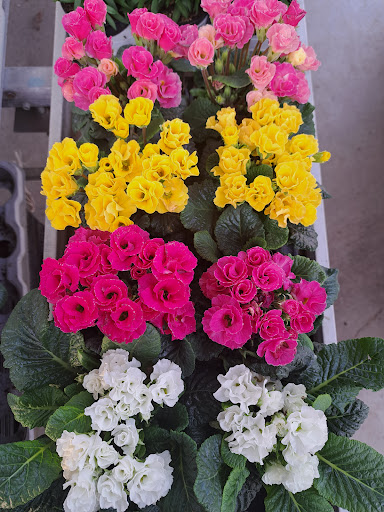 Floricoltura Benigni - Thumbnail