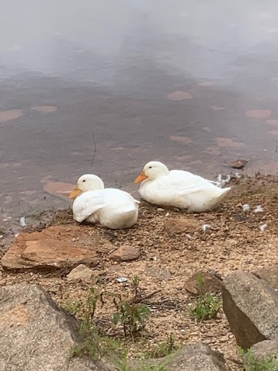 Lake Hartwell Campground LLC