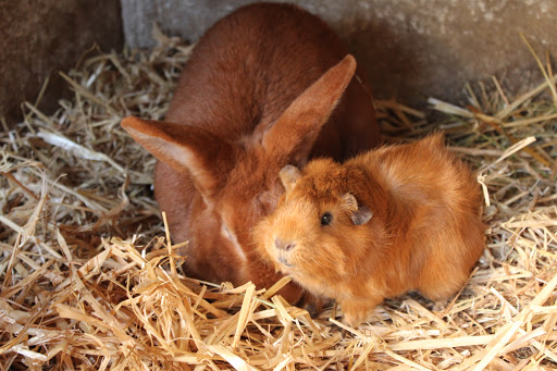 Ferme Pédagogique des Iriselles - Médiation animale - Thumbnail
