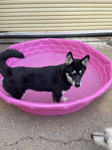 The Ark Pet Spa & Hotel - Red Bank - Thumbnail