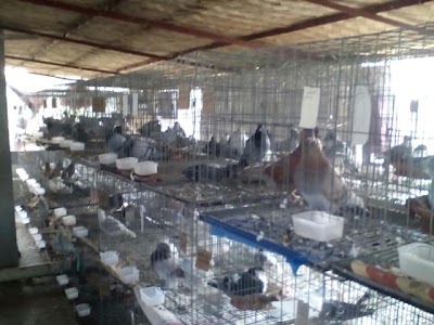 Photos of Shahrasti Fancy Pigeon Farm