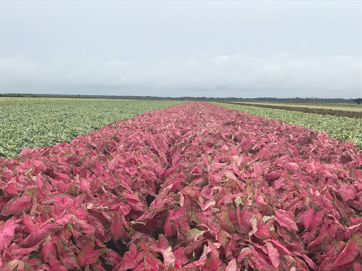 Caladium World - Visual