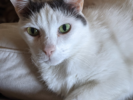 Happy Cats Housecall Vet, LLC - Thumbnail